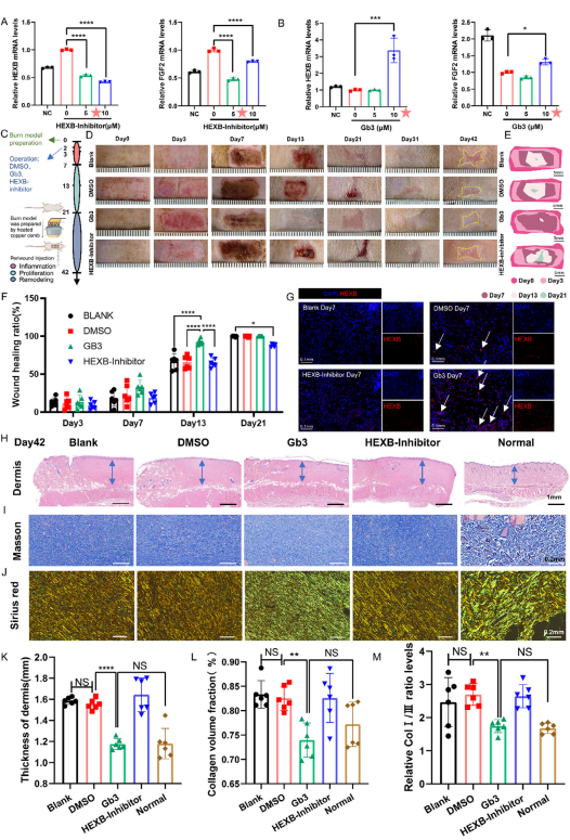 图4. 评估Gb3在体内促进伤口愈合及抑制瘢痕形成的疗效